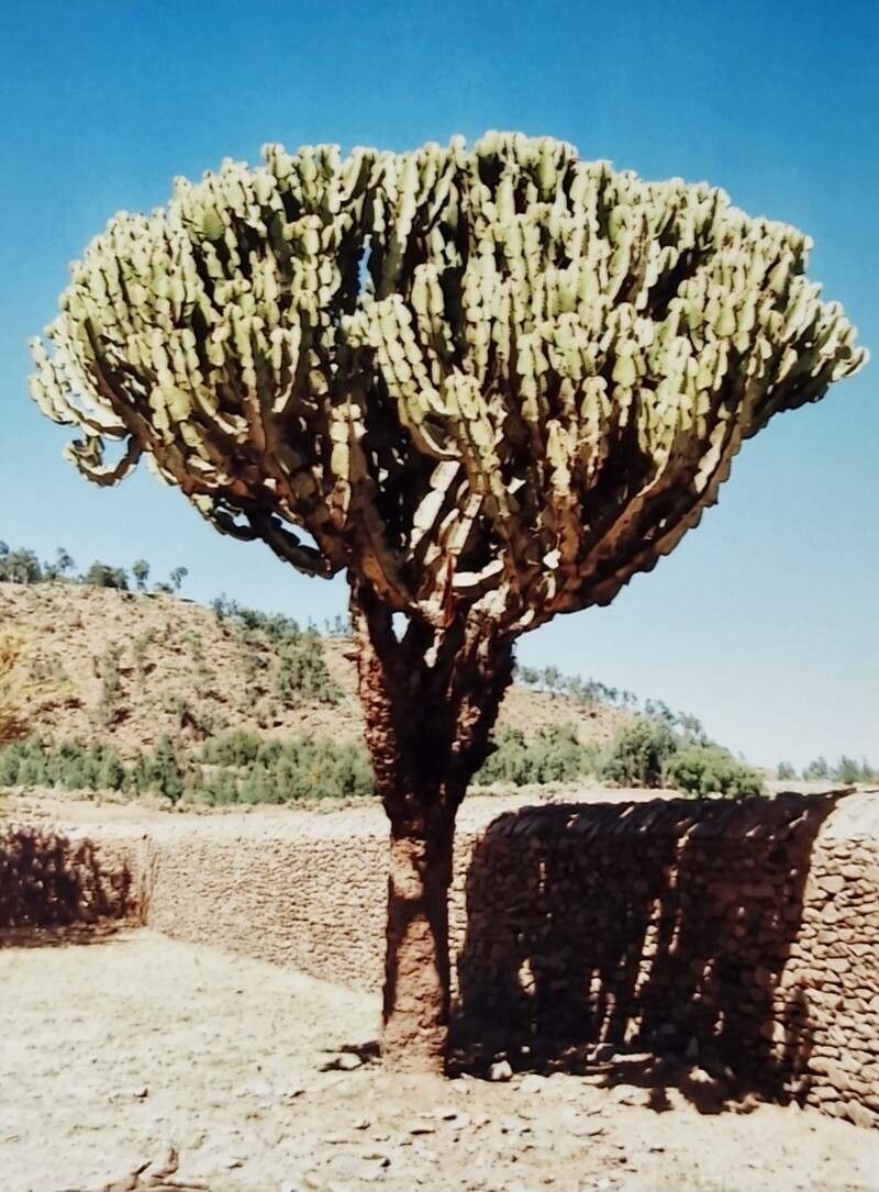 Euphorbia murielii — search result for 'Euphorbia'