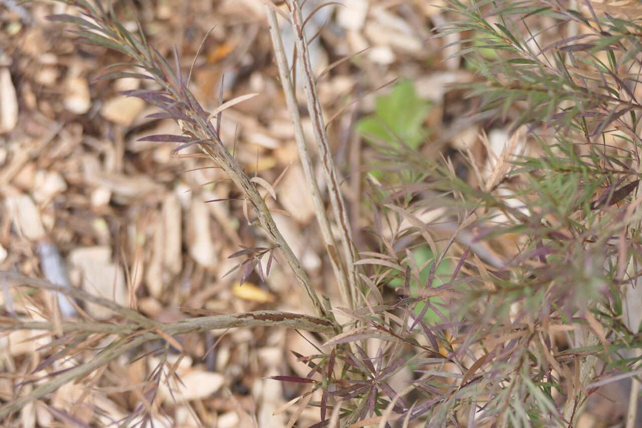 Melaleuca subulata bark