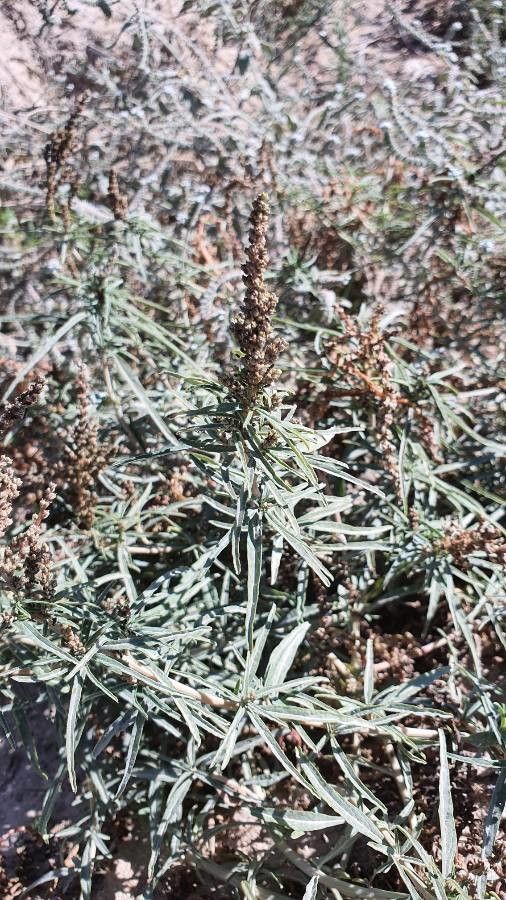 Amaranthus muricatus flower