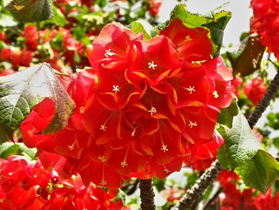 Dombeya cacuminum flower