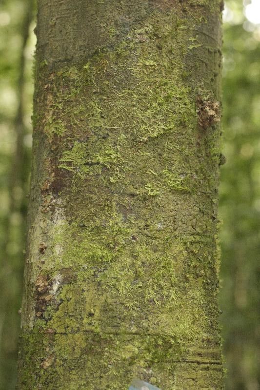 Aspidosperma marcgravianum — houseplant care guide