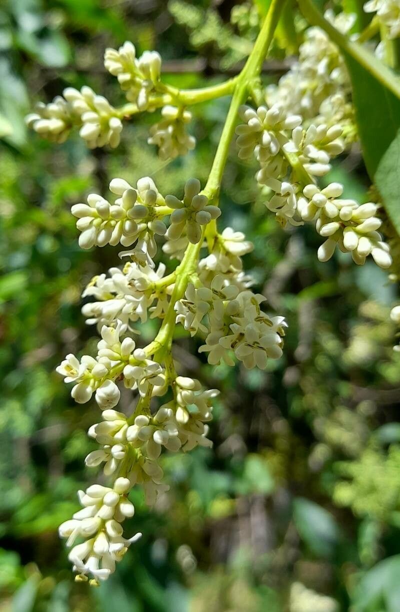 Ligustrum compactum flower