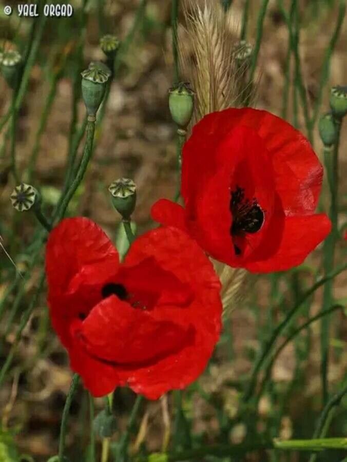 Papaver humile — search result for 'Papaver'