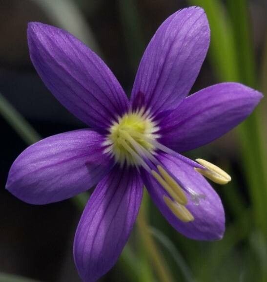 Geissorhiza karooica — houseplant care guide