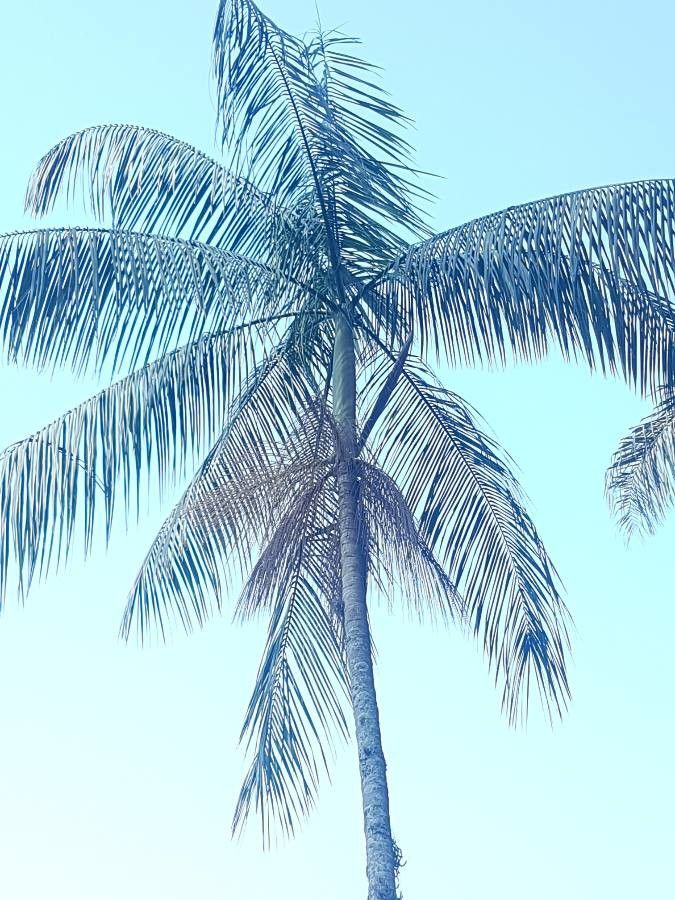 Euterpe edulis other