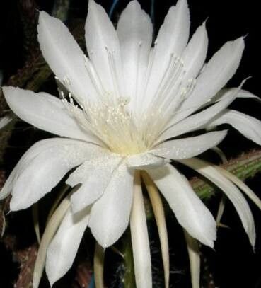 Selenicereus dorschianus flower