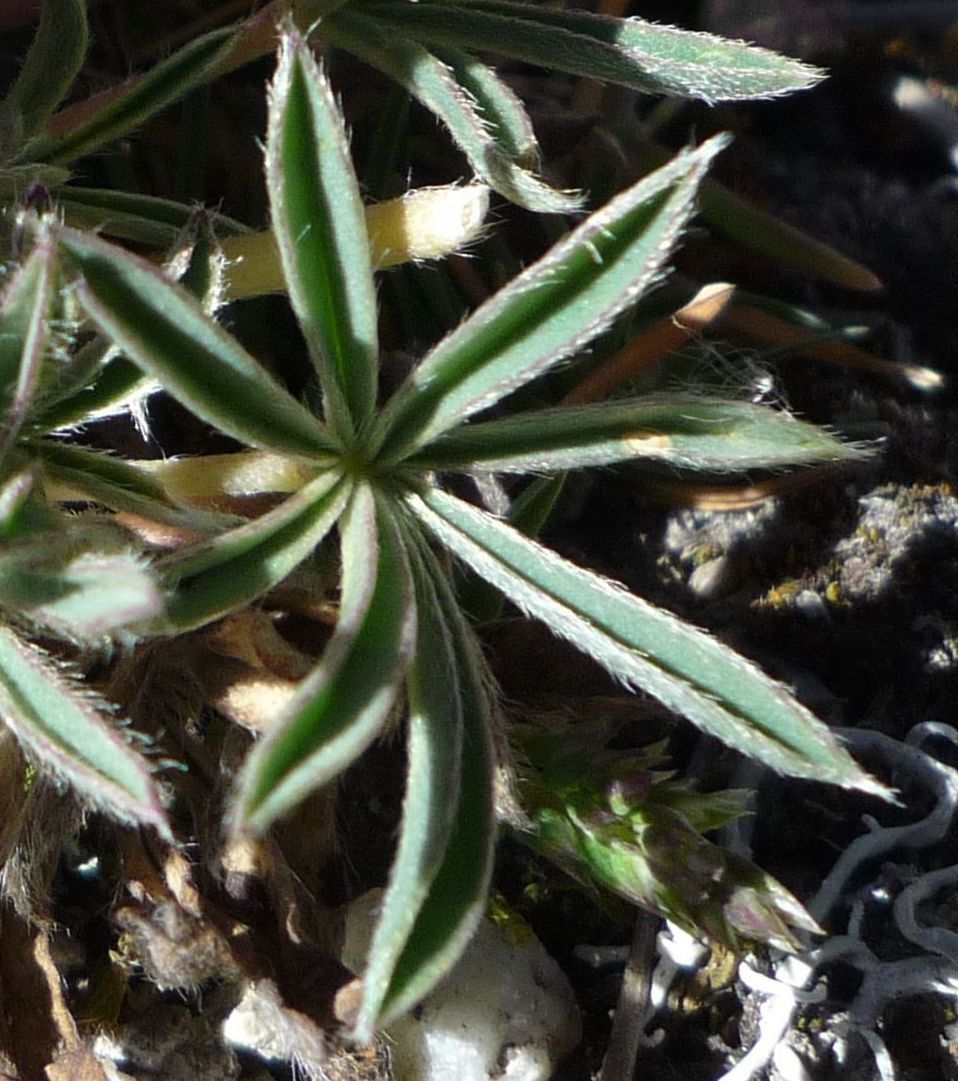 Lupinus conicus — search result for 'Lupinus'