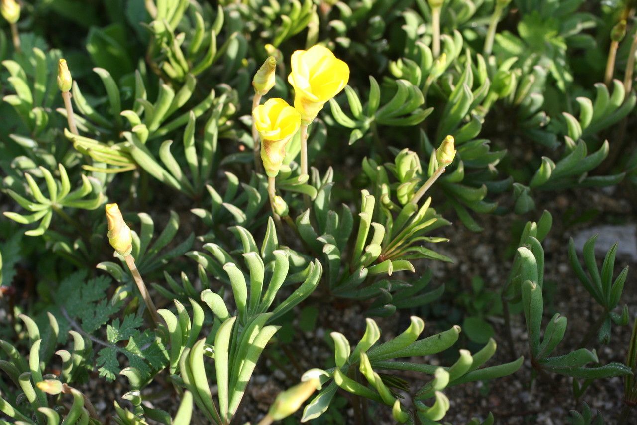 Oxalis flava habit