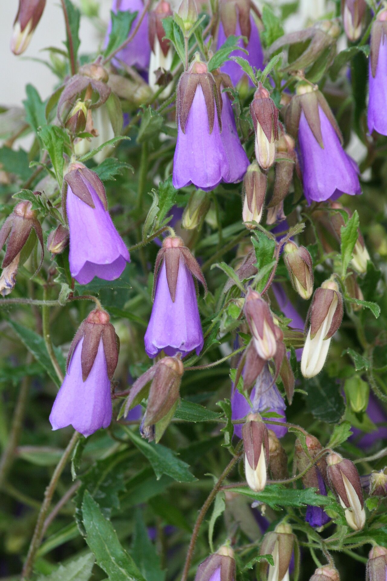 Campanula wanneri flower