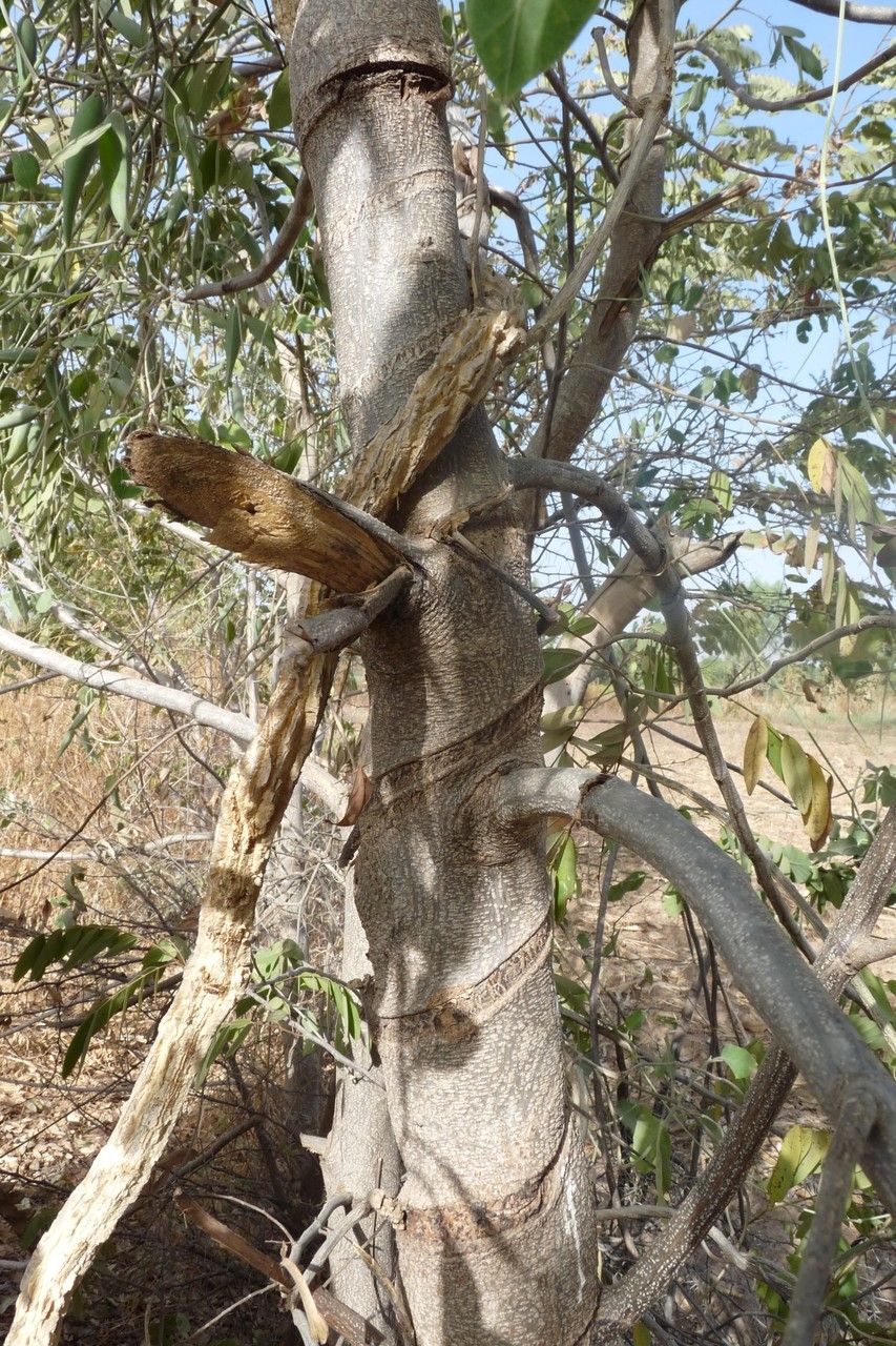 Gymnema sylvestre bark