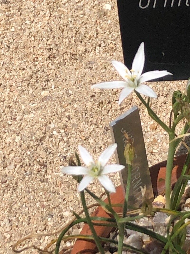 Ornithogalum baeticum flower