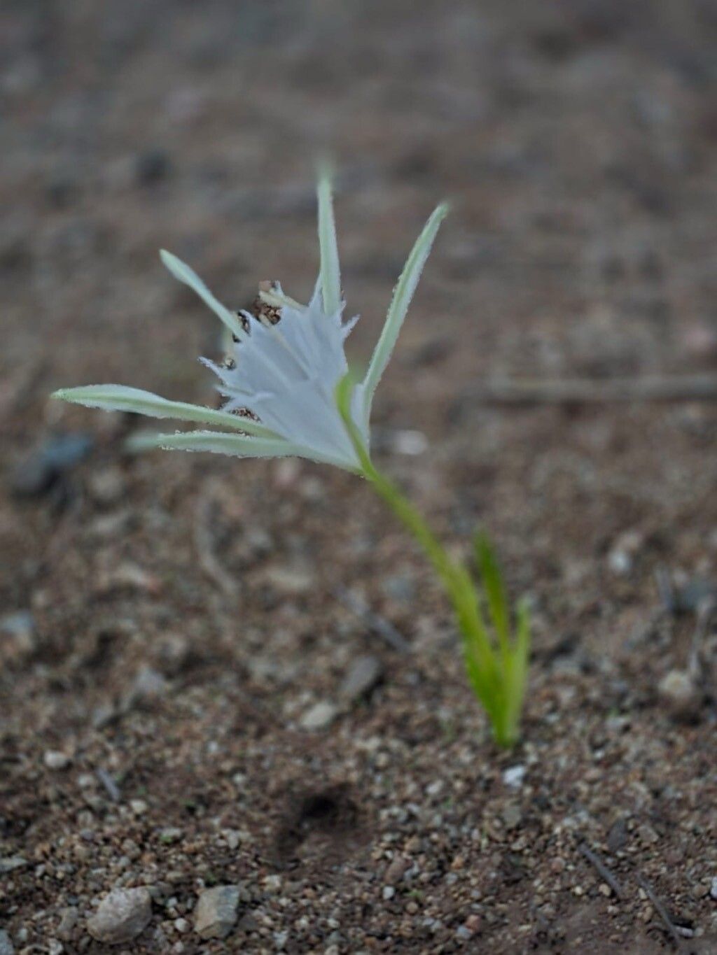 Pancratium tenuifolium flower