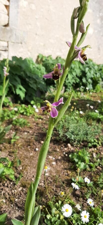 Ophrys x minuticauda flower