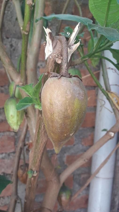 Brugmansia sanguinea fruit