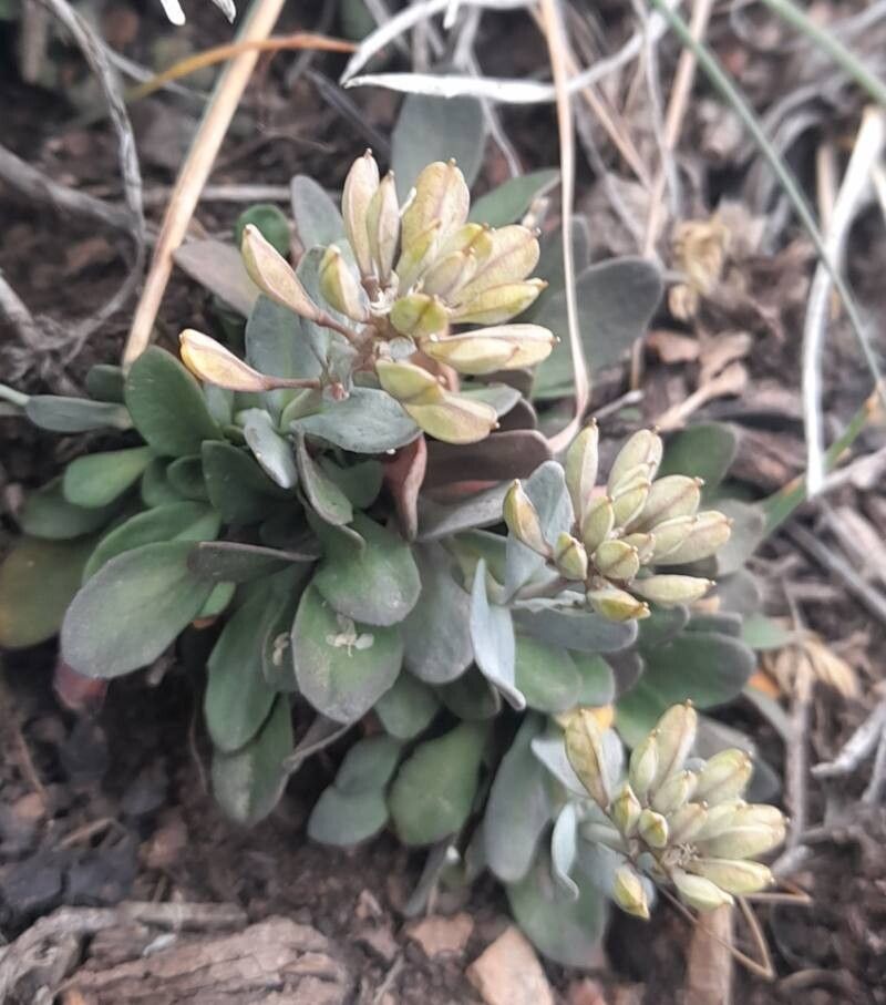 Noccaea magellanica habit