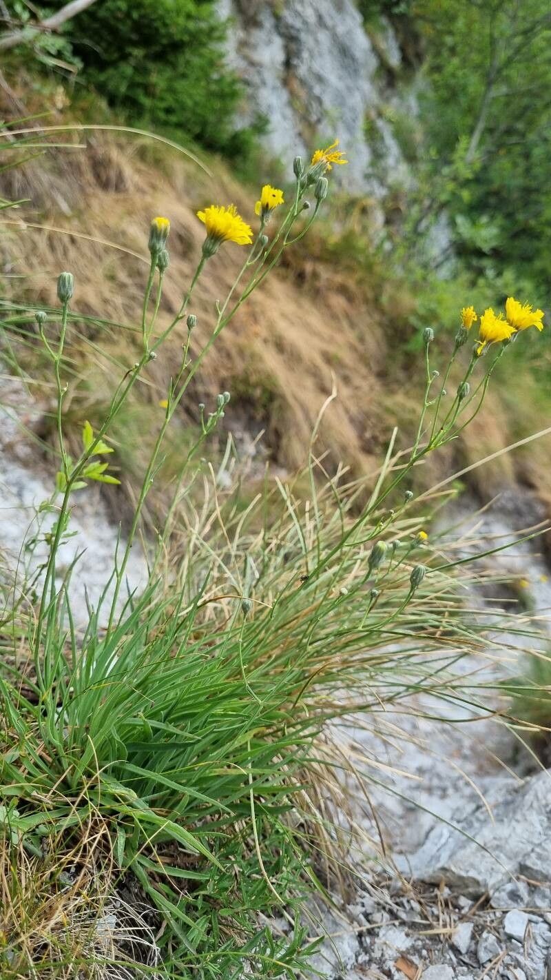 Hieracium porrifolium habit