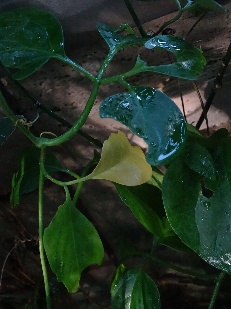 Alsomitra macrocarpa bark