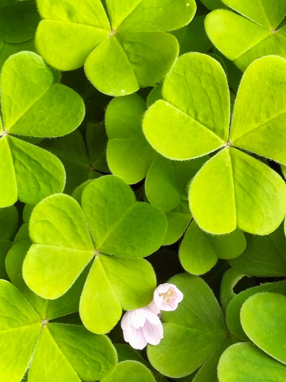 Oxalis oregana flower