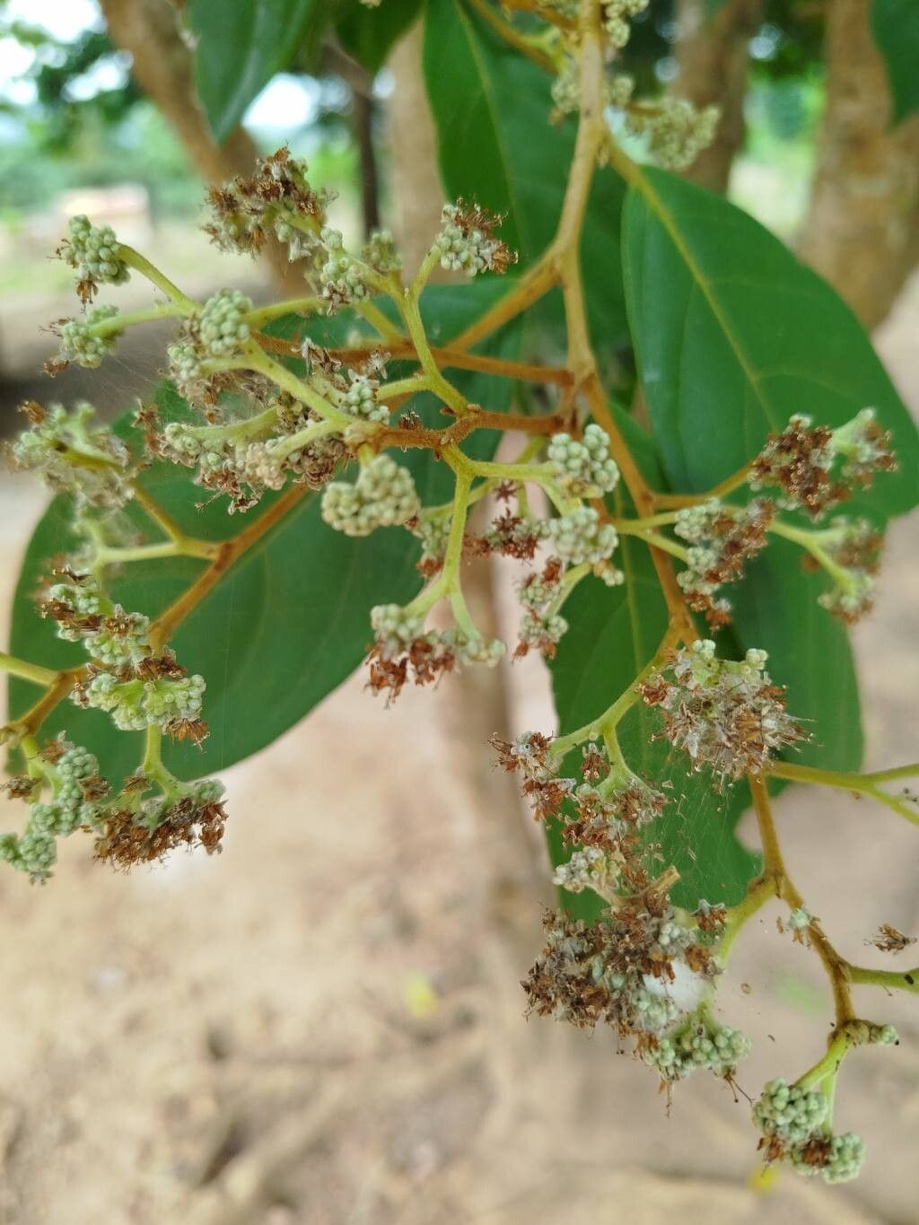 Dichapetalum toxicarium — houseplant care guide