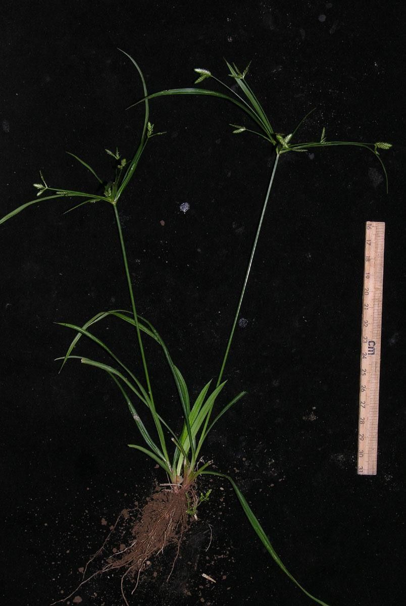 Cyperus simplex other
