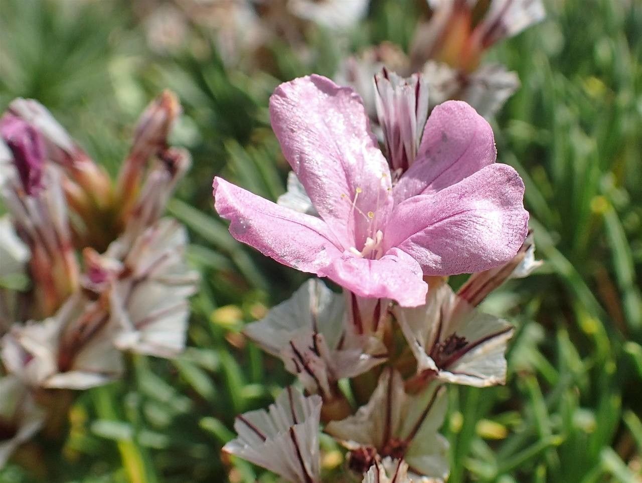 Acantholimon ulicinum flower