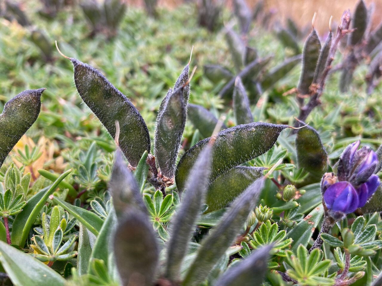 Lupinus microphyllus fruit