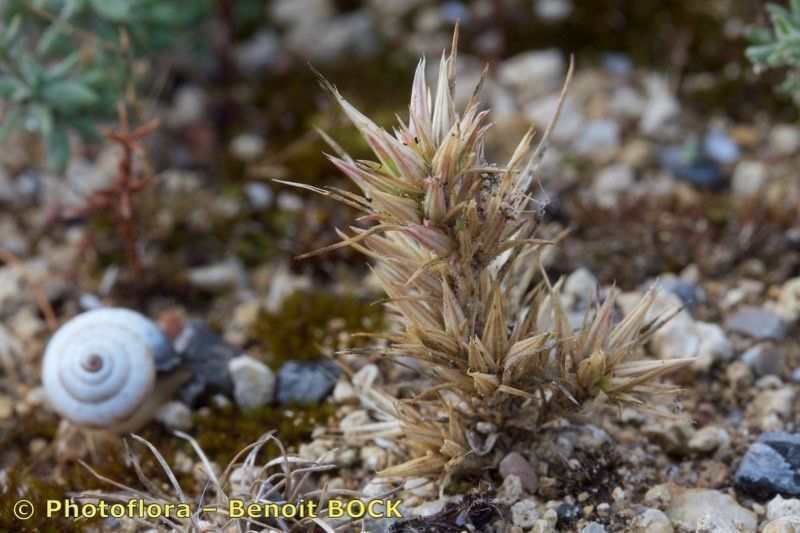 Minuartia montana fruit