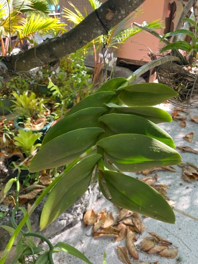 Dendrobium closterium leaf