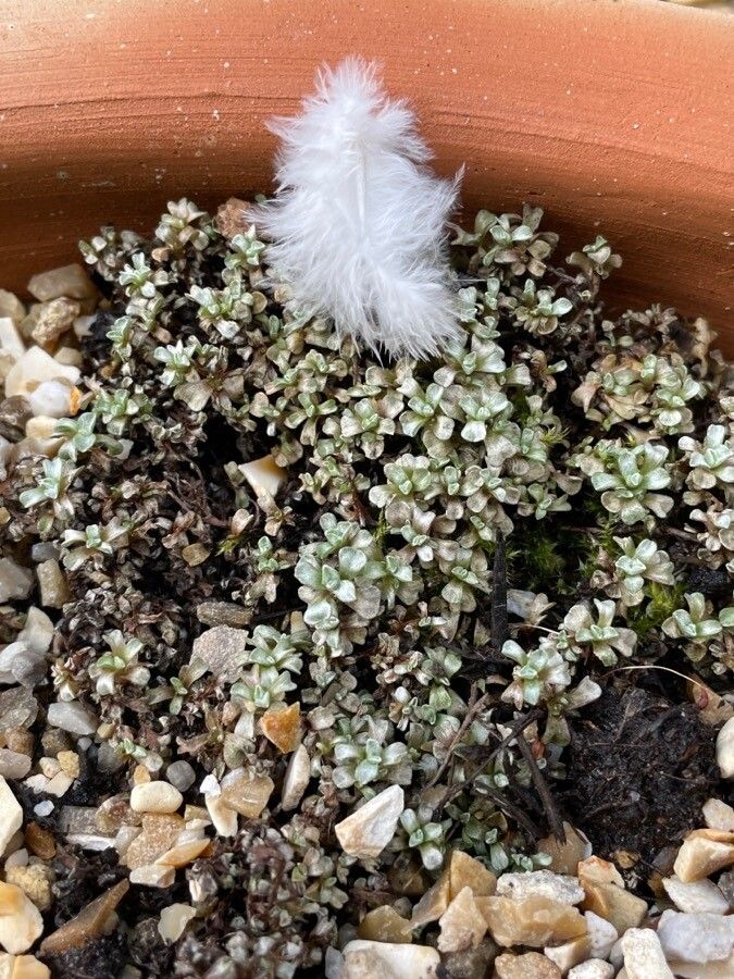 Raoulia hookeri leaf