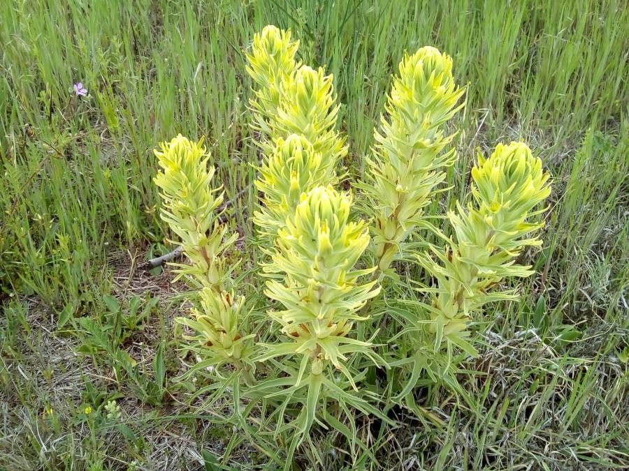 Castilleja thompsonii — search result for 'Castilleja'