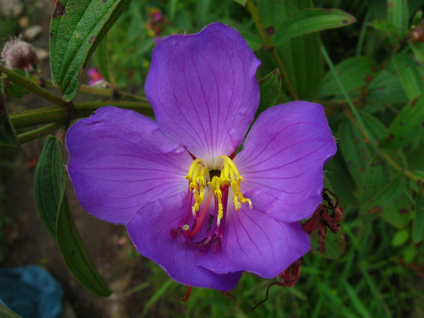 Feliciotis perkinsiae flower