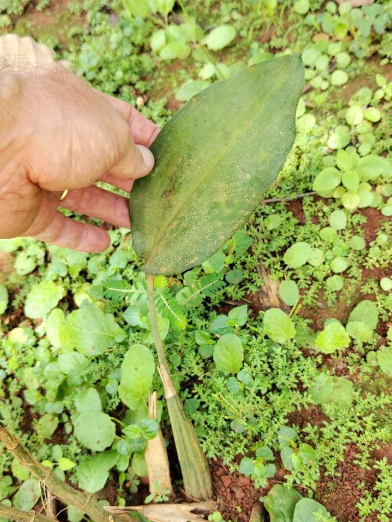 Eulophia saundersiana — houseplant care guide