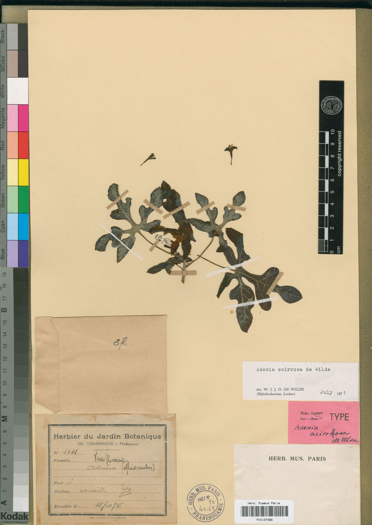 Adenia ecirrosa — houseplant care guide