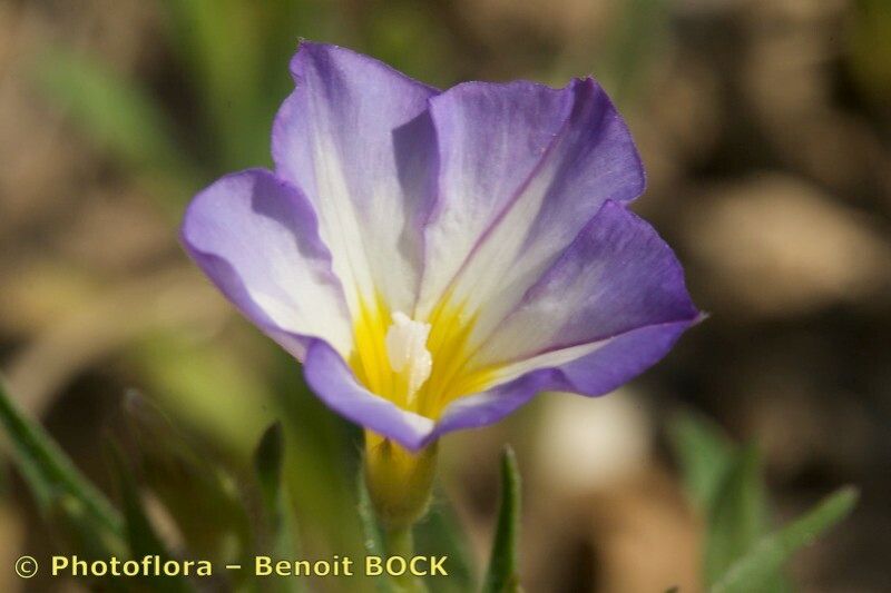 Convolvulus meonanthus flower