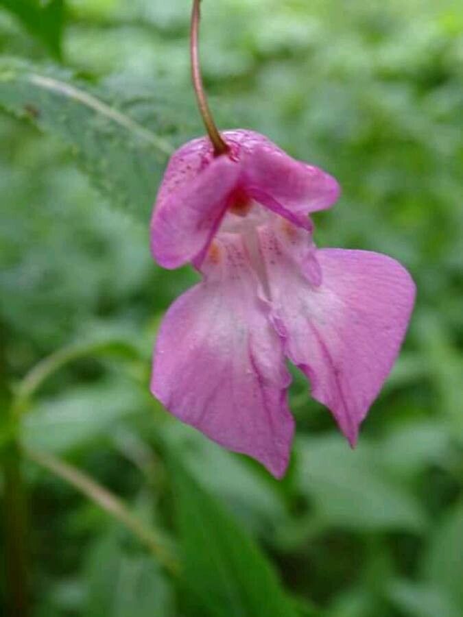 Impatiens balfouri flower