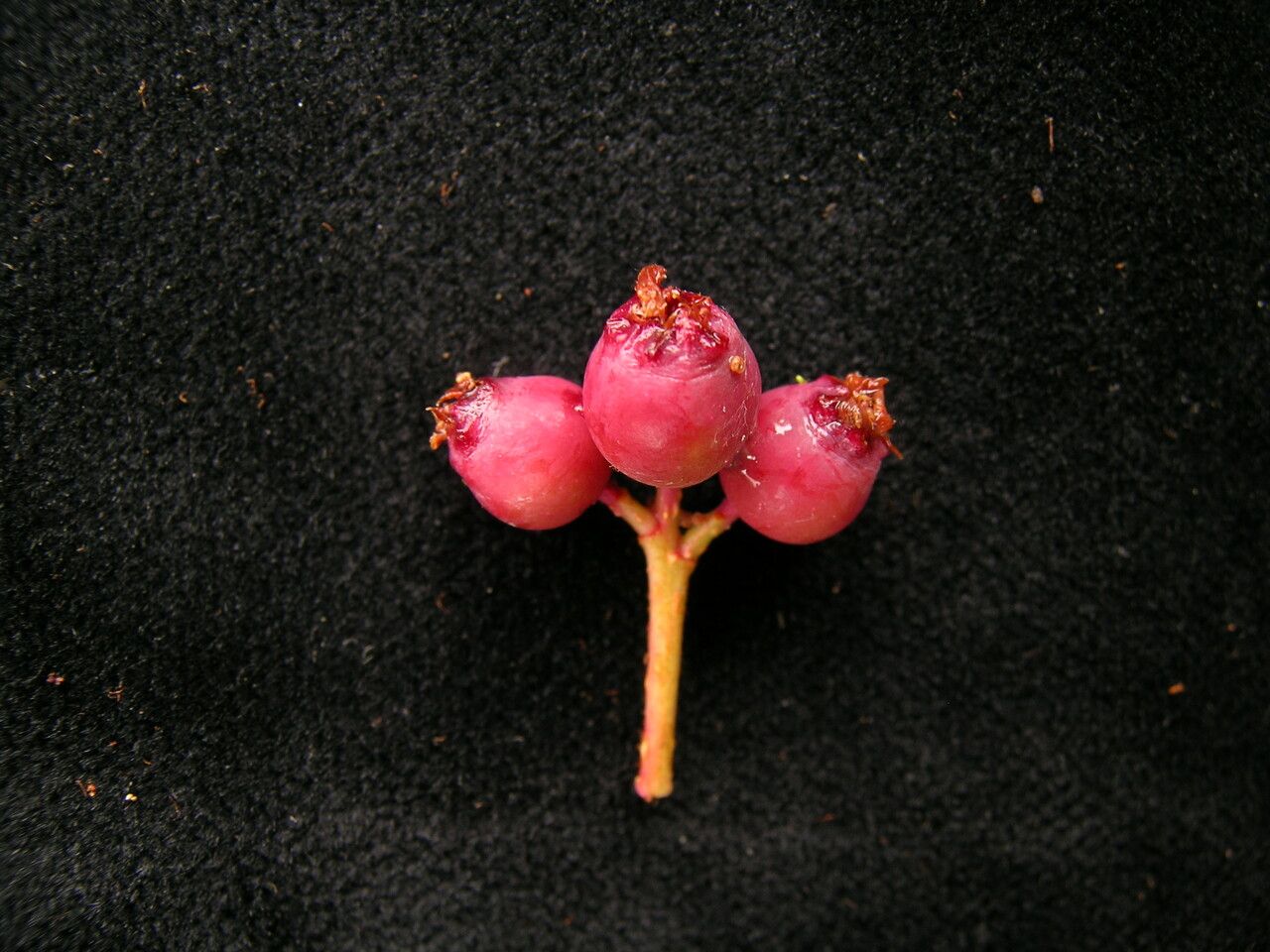 Sorbus himalaica fruit