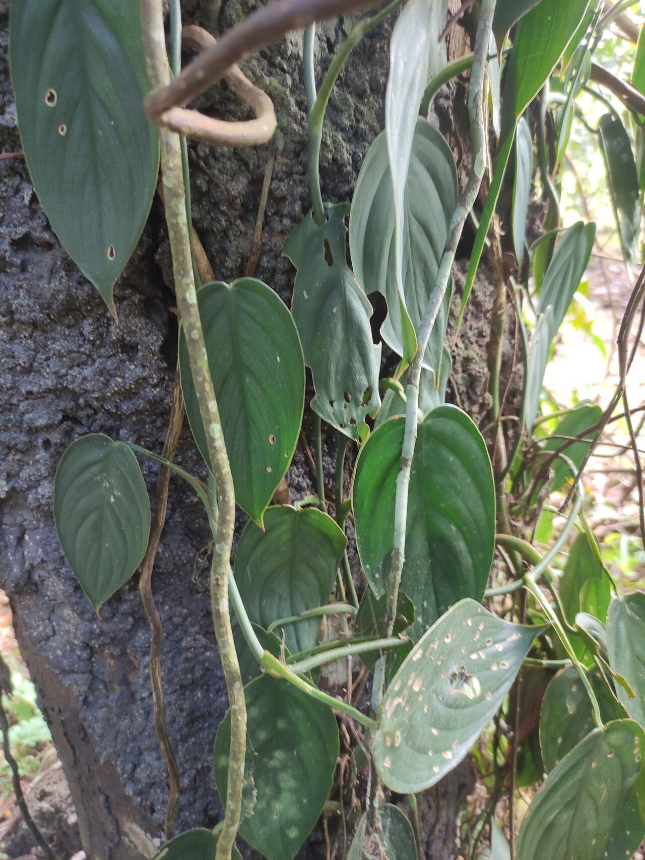 Philodendron hopkinsianum leaf