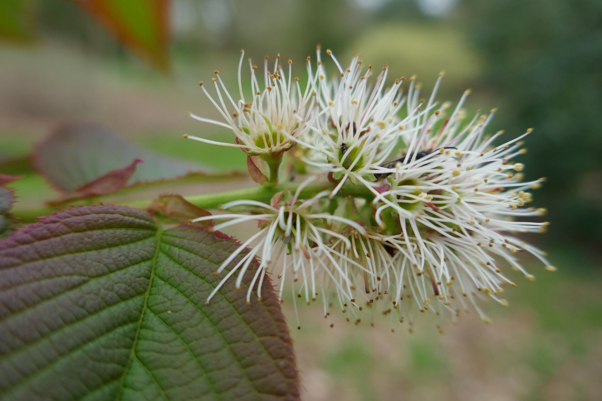 Prunus himalayana leaf
