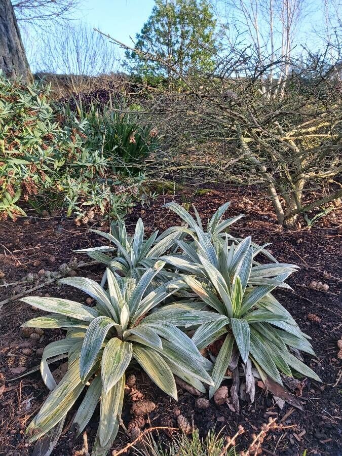 Celmisia semicordata — houseplant care guide