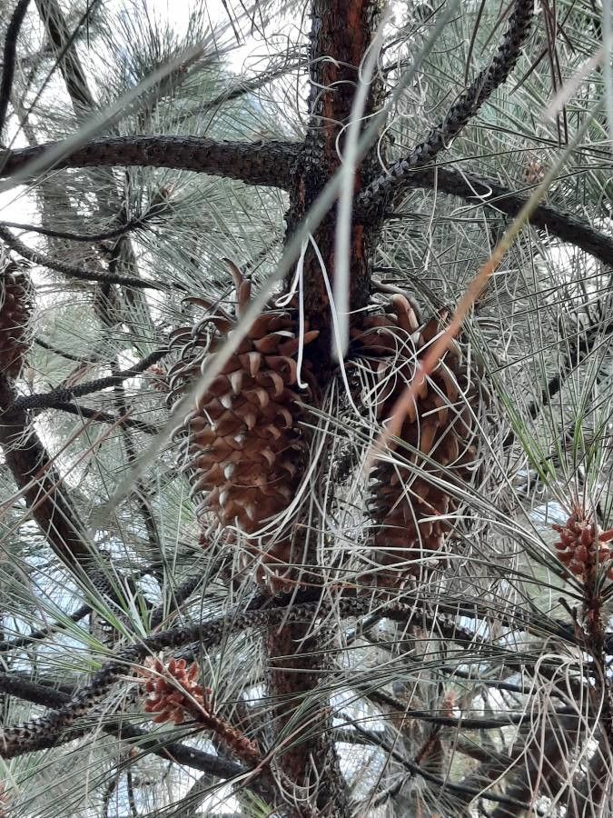 Pinus attenuata fruit