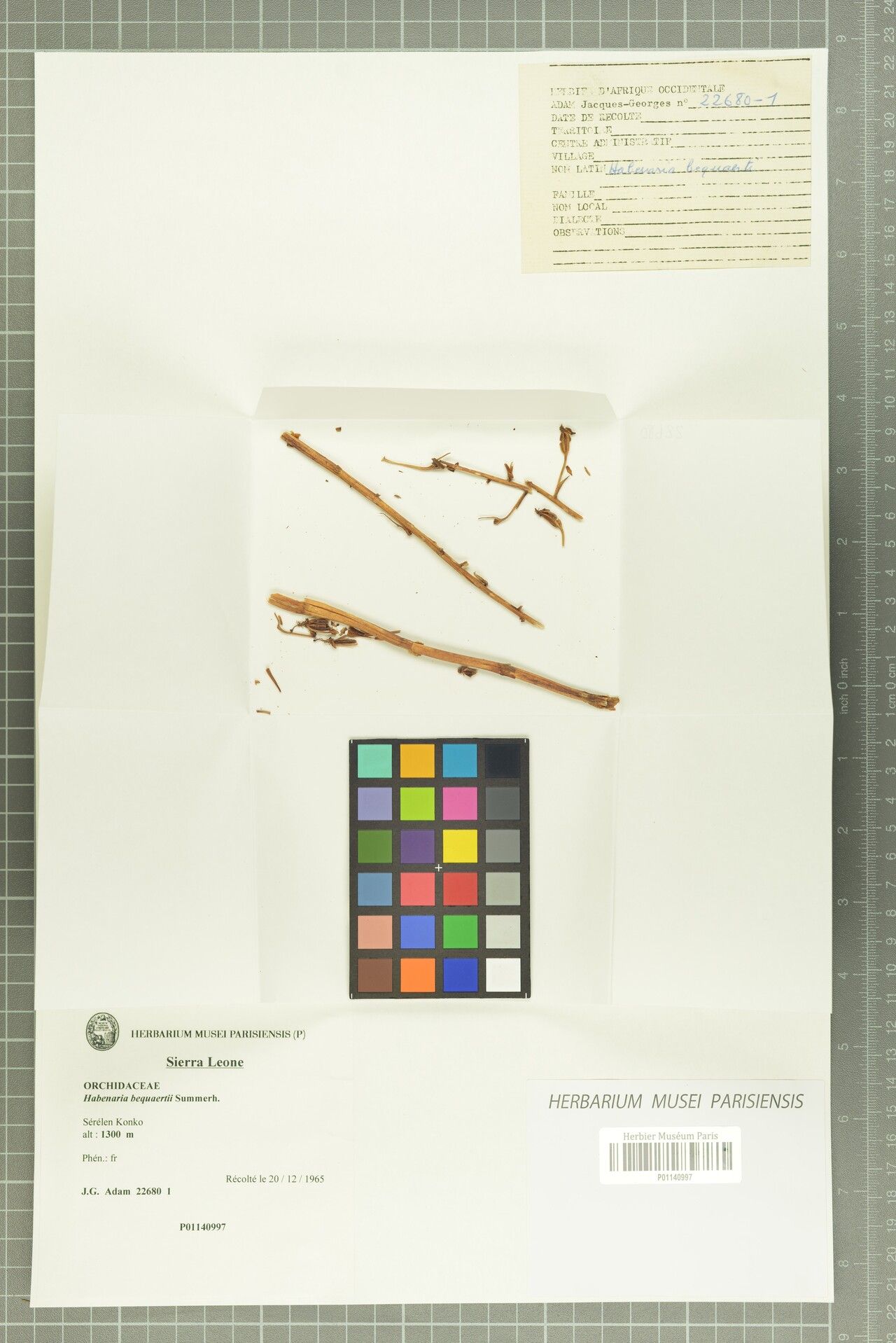 Habenaria bequaertii — houseplant care guide