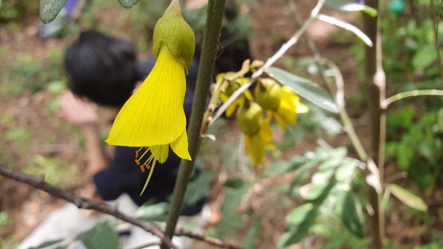Sophora macrocarpa flower