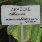 Alocasia macrorrhiza