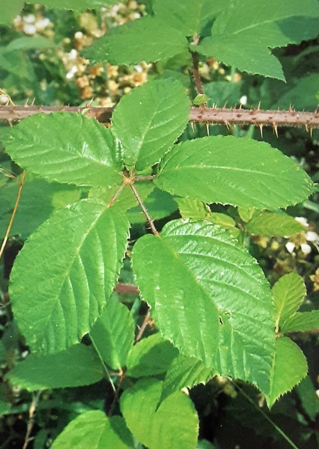 Rubus omalodontus — houseplant care guide