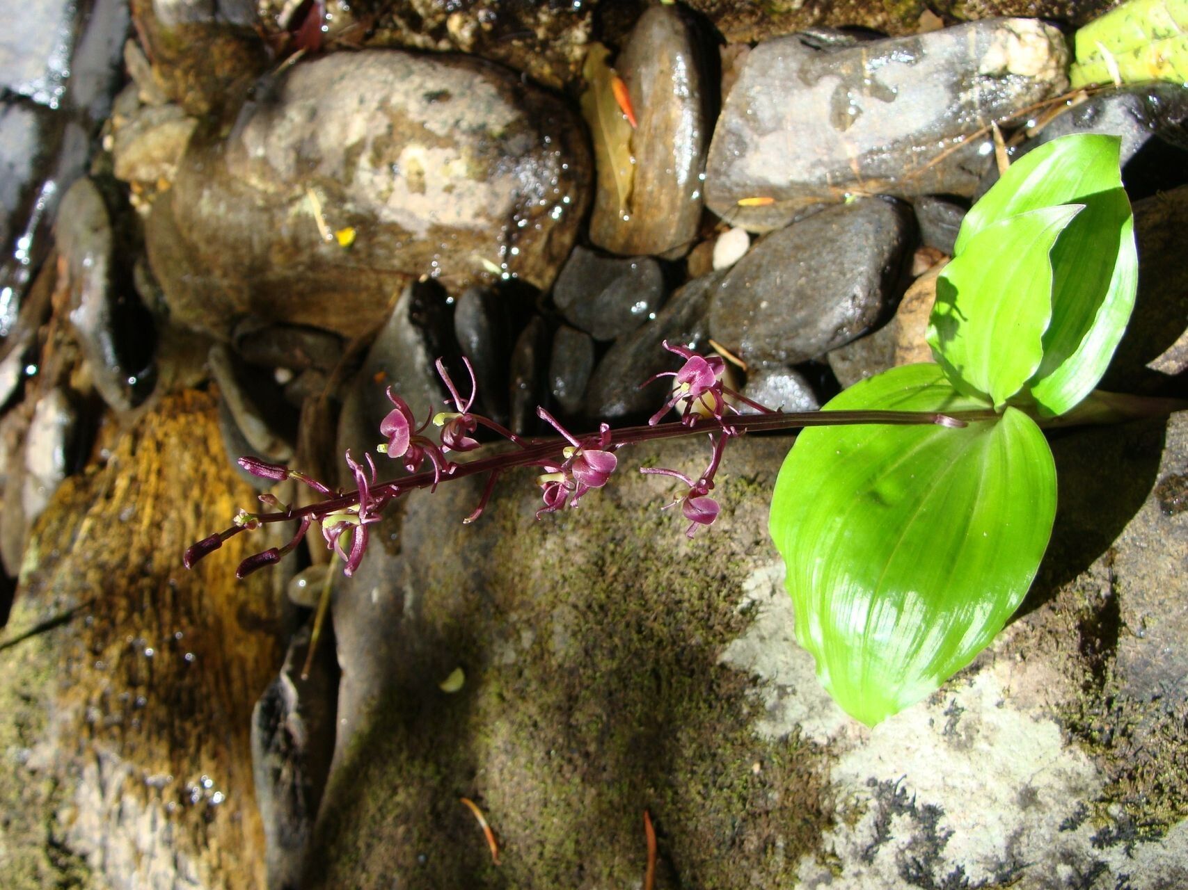 Liparis layardii habit