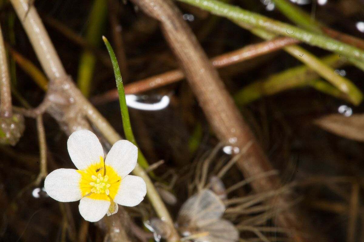 Ranunculus trichophyllus flower