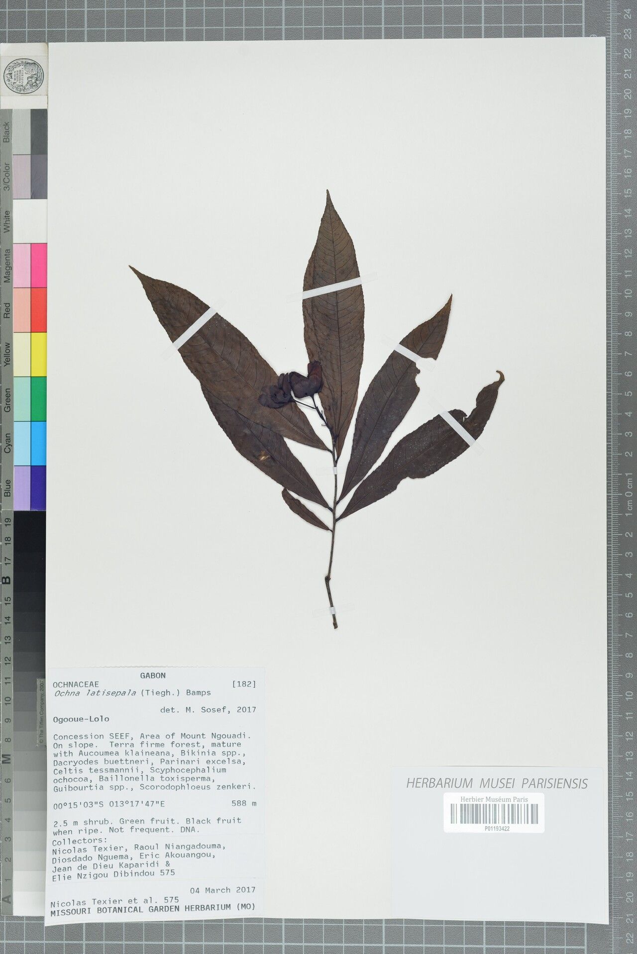 Ochna latisepala — houseplant care guide