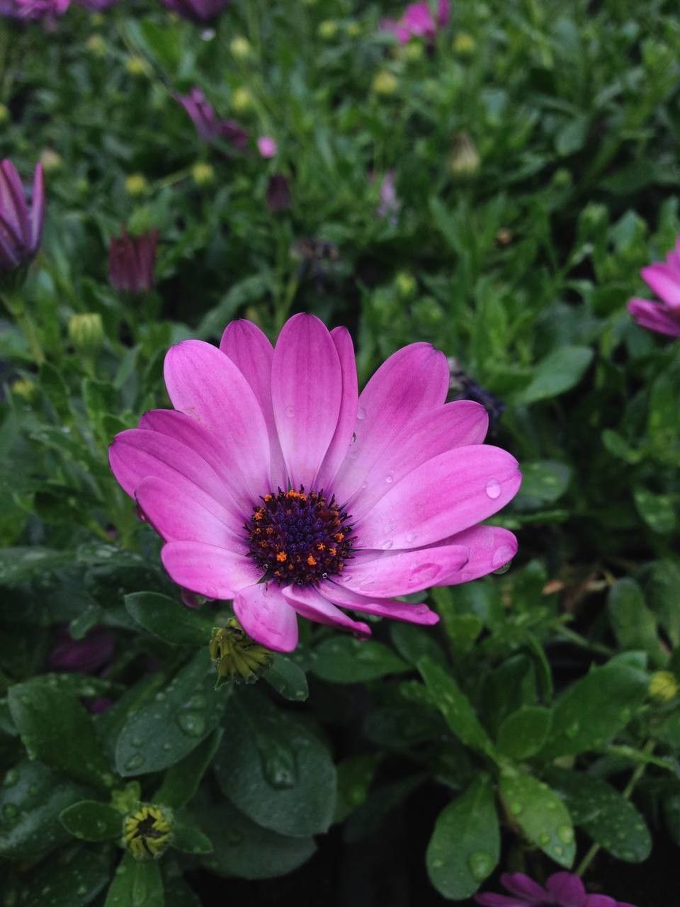 Osteospermum spp. flower