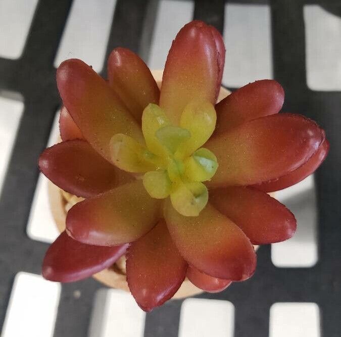 Sedum rubrotinctum leaf