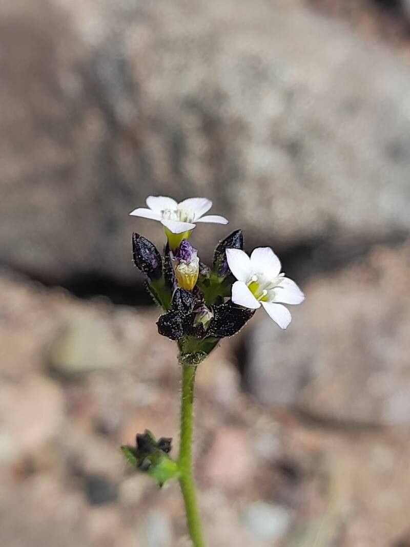 Gilia crassifolia flower